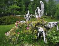 am Wanderweg zum Landschitzsee.jpg